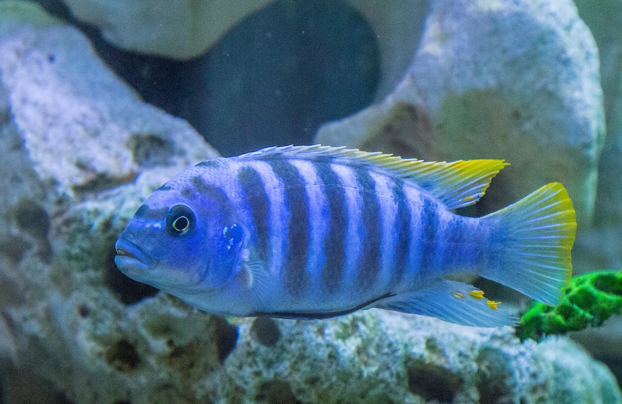 aquarium colorful gruff mouthbrooders free photo