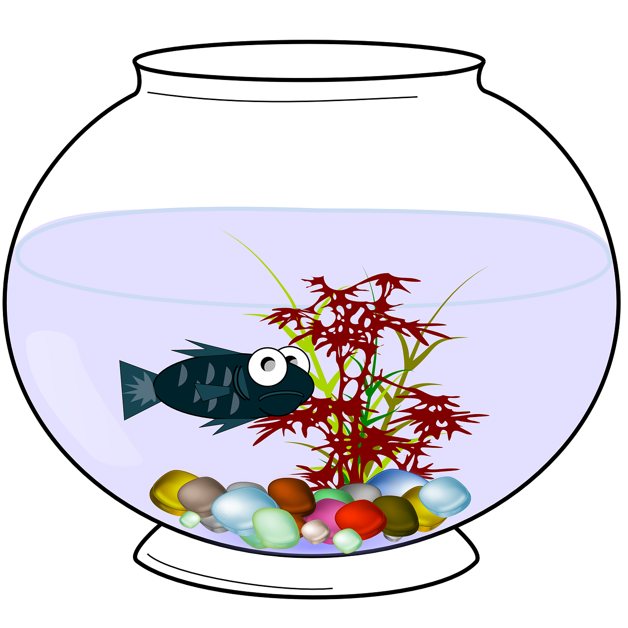 aquarium fish fishbowl free photo