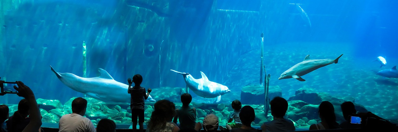 aquarium dolphins underwater free photo