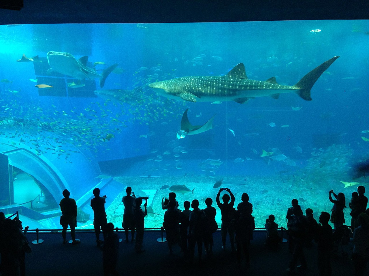 aquarium shark crowd free photo
