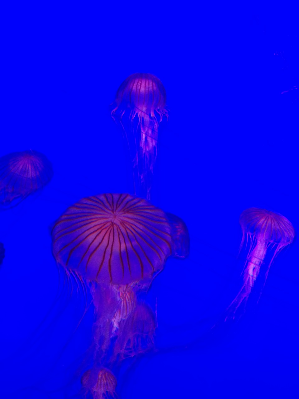 aquarium jellyfish water free photo