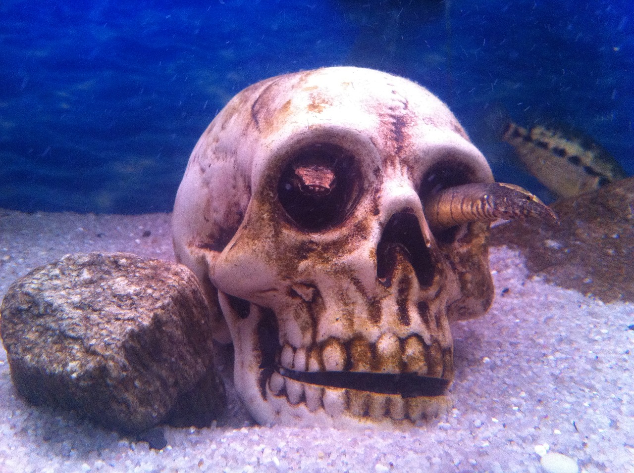 aquarium skull fish free photo