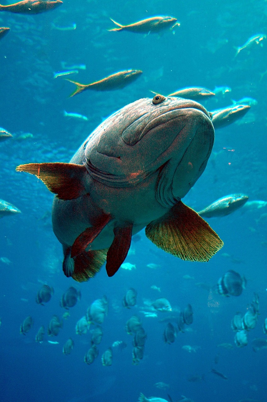 aquarium grouper fish free photo