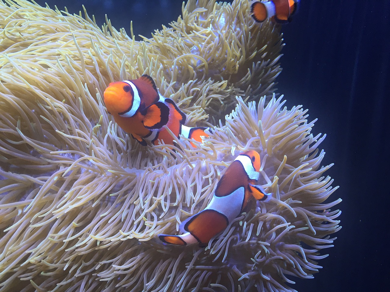 aquarium clownfish anemone free photo