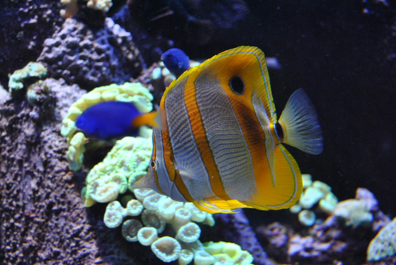 aquarium fish water free photo