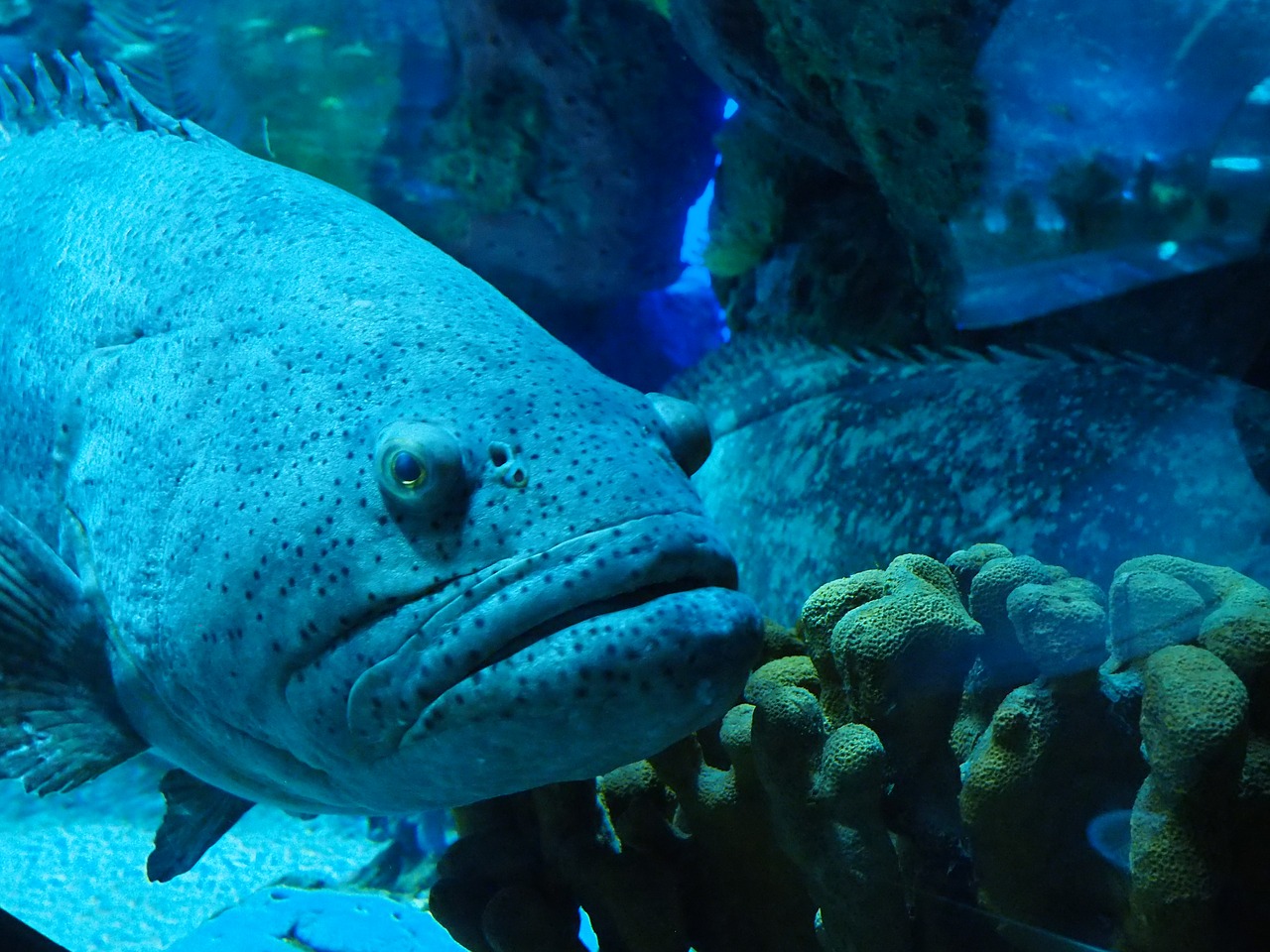aquarium grumpy fish free photo