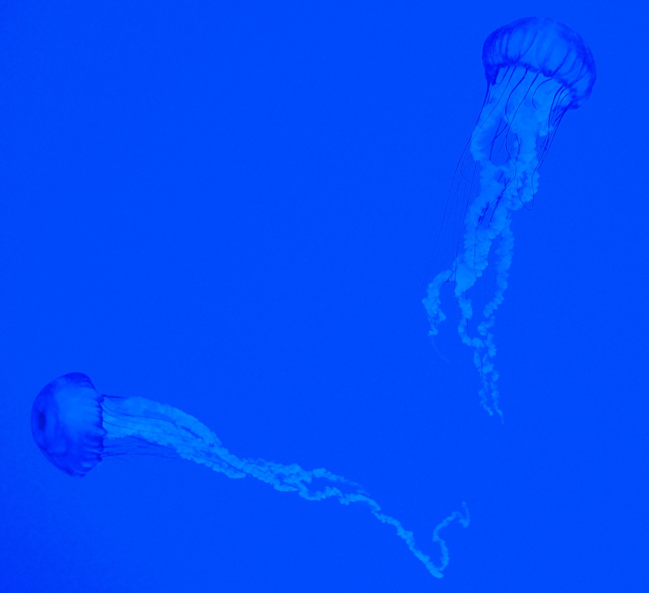 aquarium blue jellyfish free photo