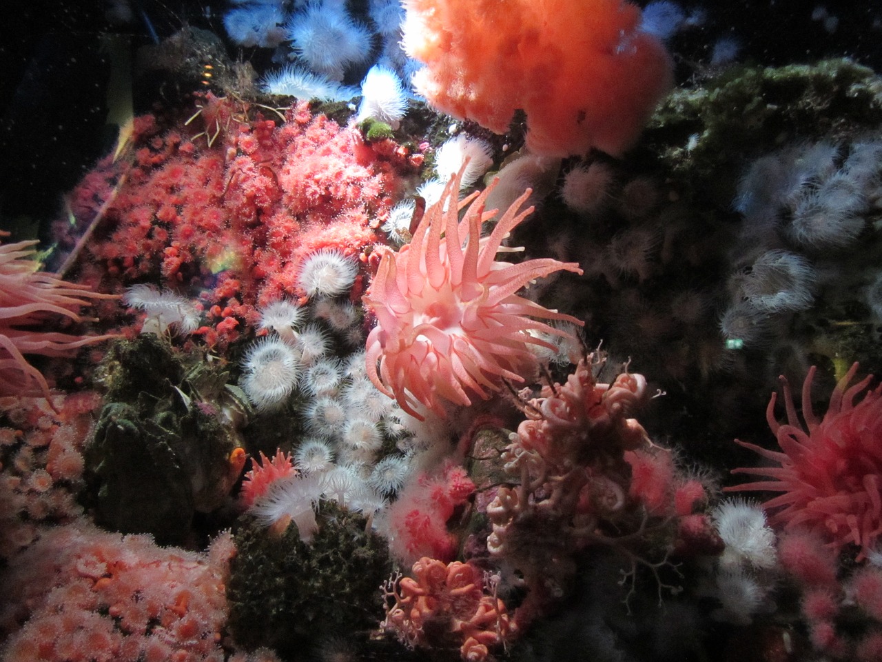 aquarium vancouver anemone free photo