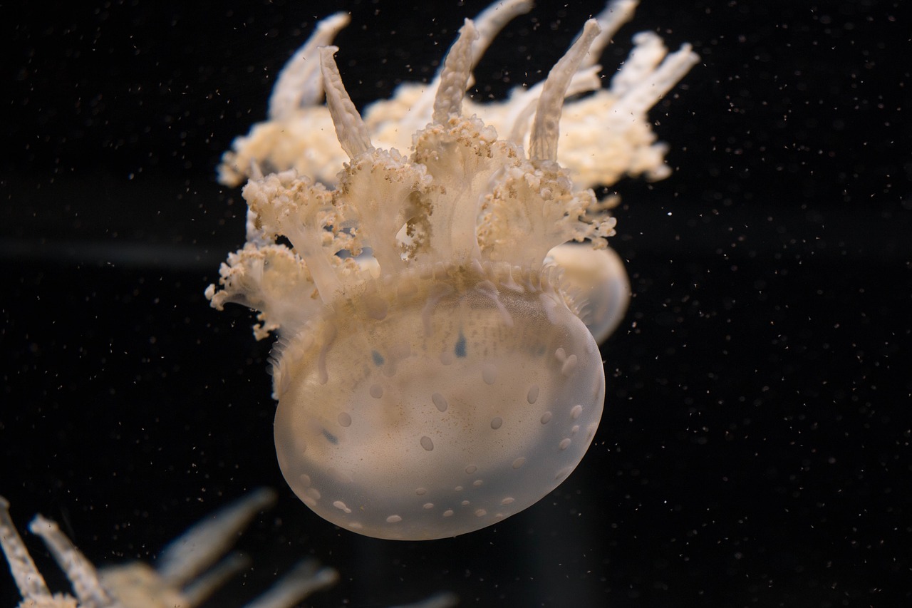 aquarium underwater jellyfish free photo