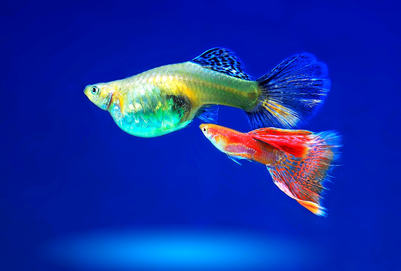 aquarium ornamental fish fish free photo