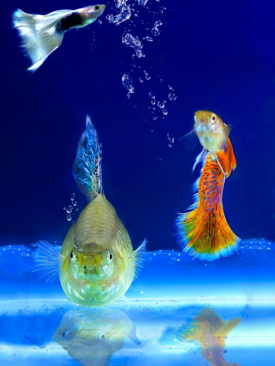 aquarium fish ornamental fish free photo