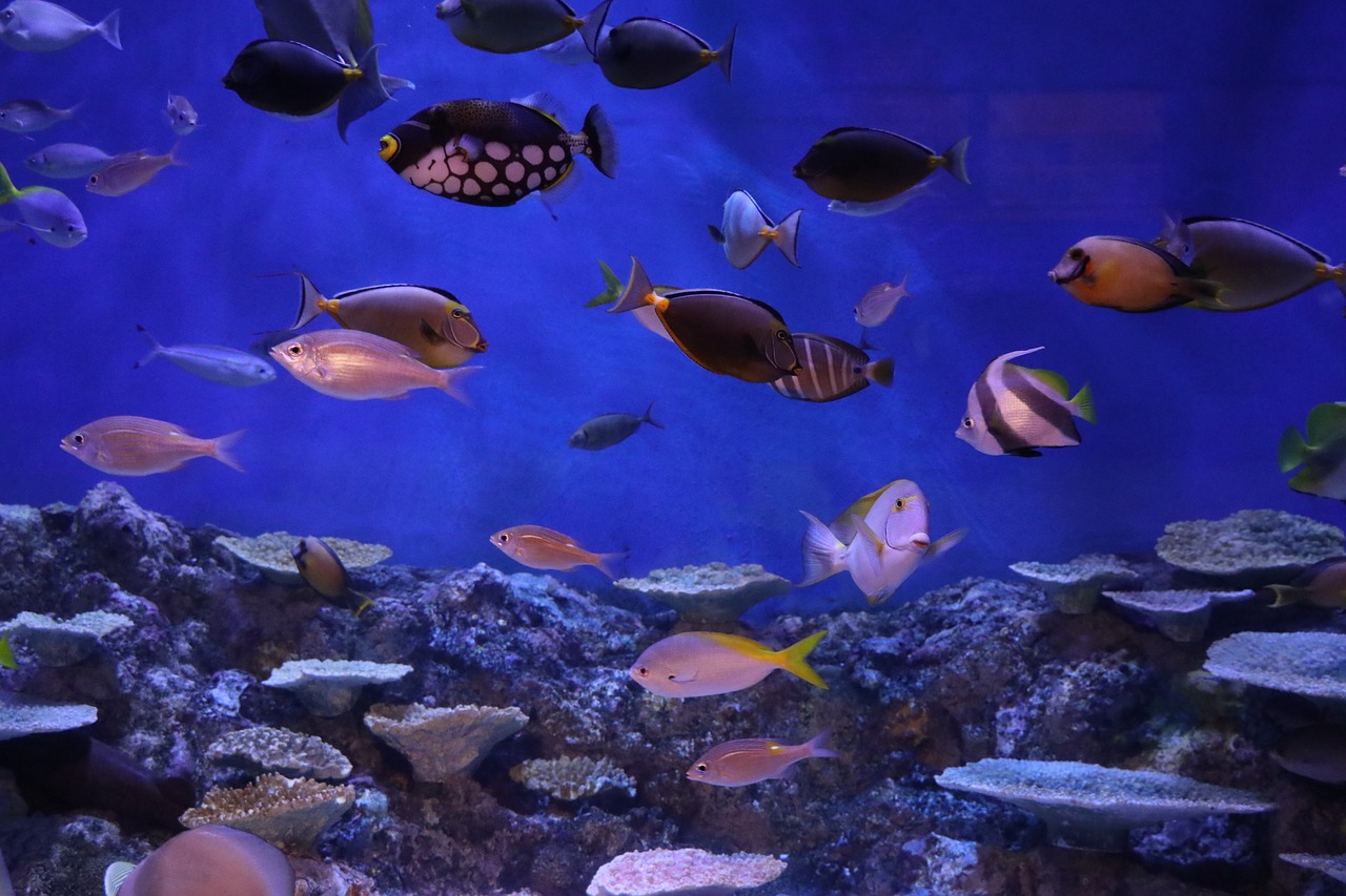 aquarium fish water tank free photo