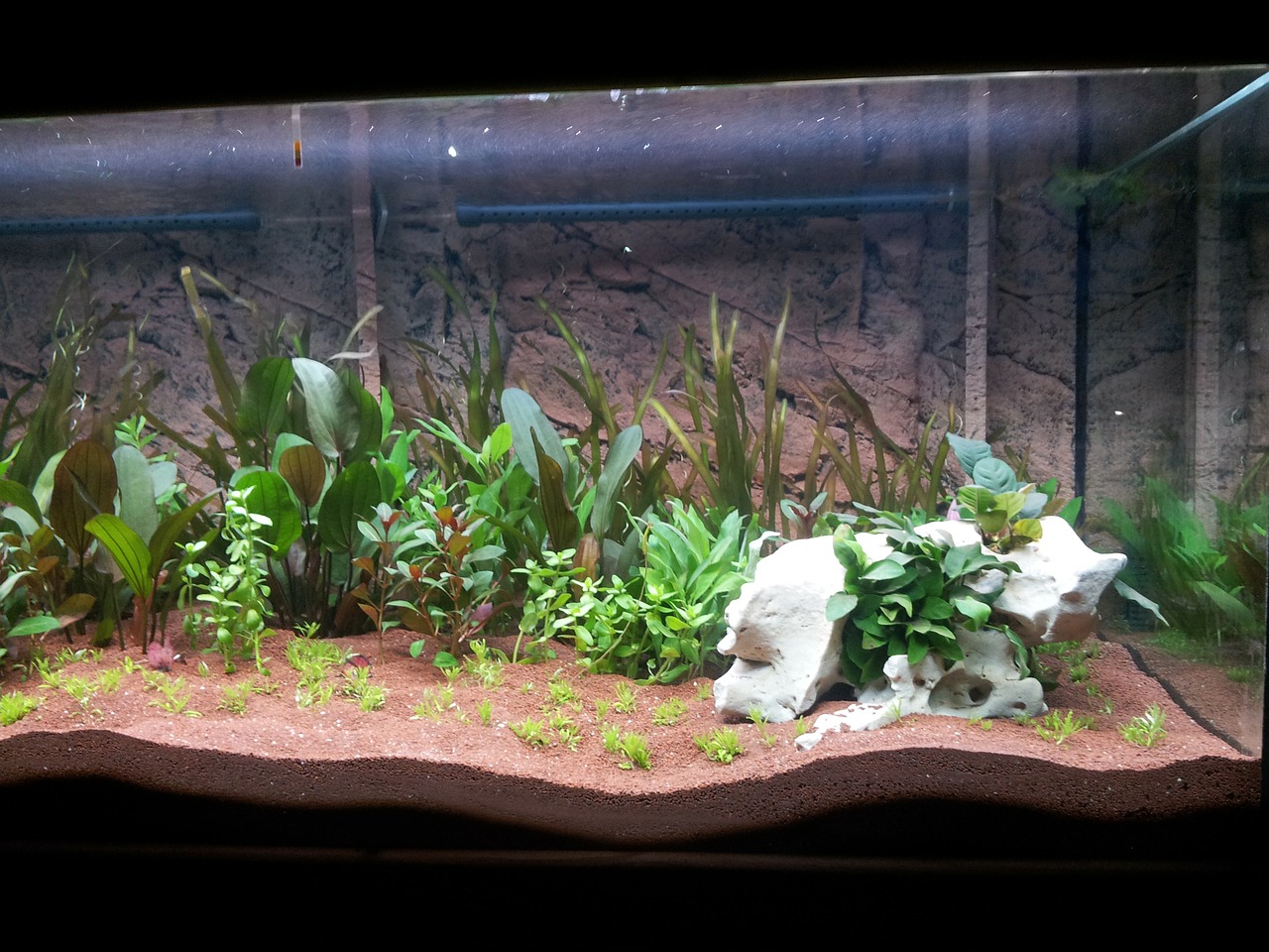 aquarium aquatic plants terrarium free photo