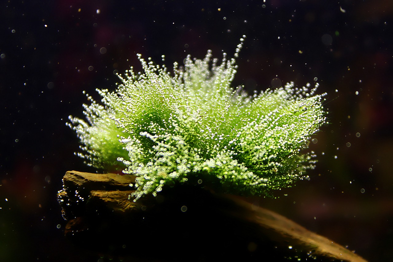 aquarium the moss on the tree branch free photo