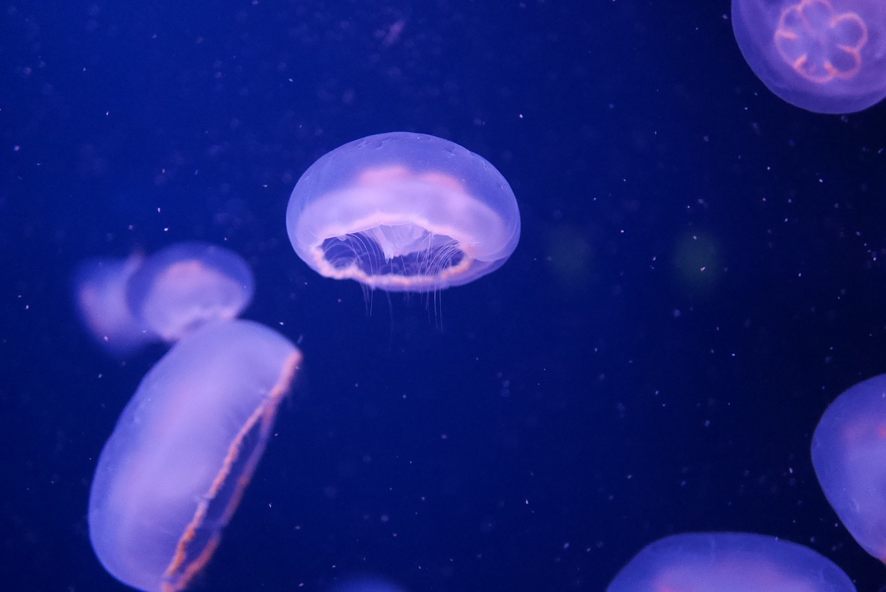 aquarium jellyfish sea free photo