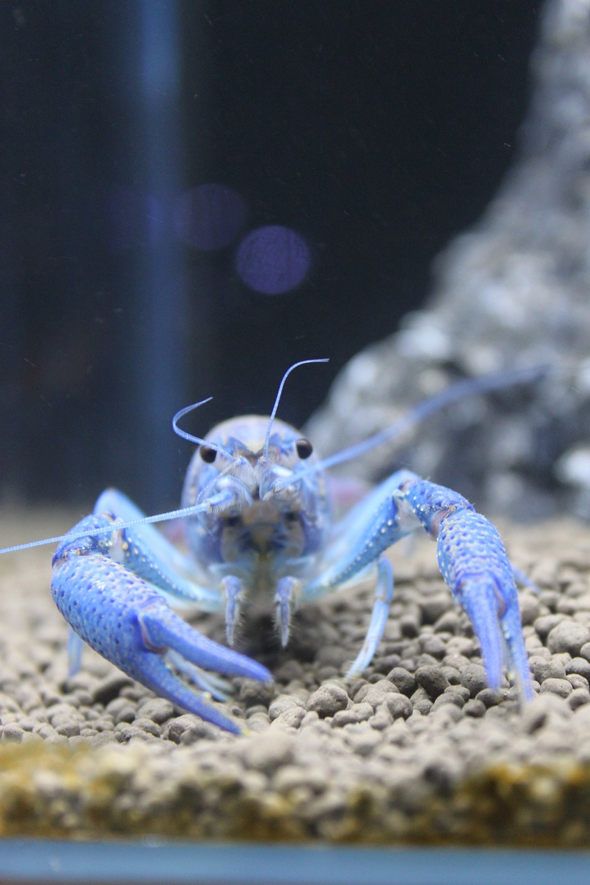 aquarium close-up blue devils shrimp free photo