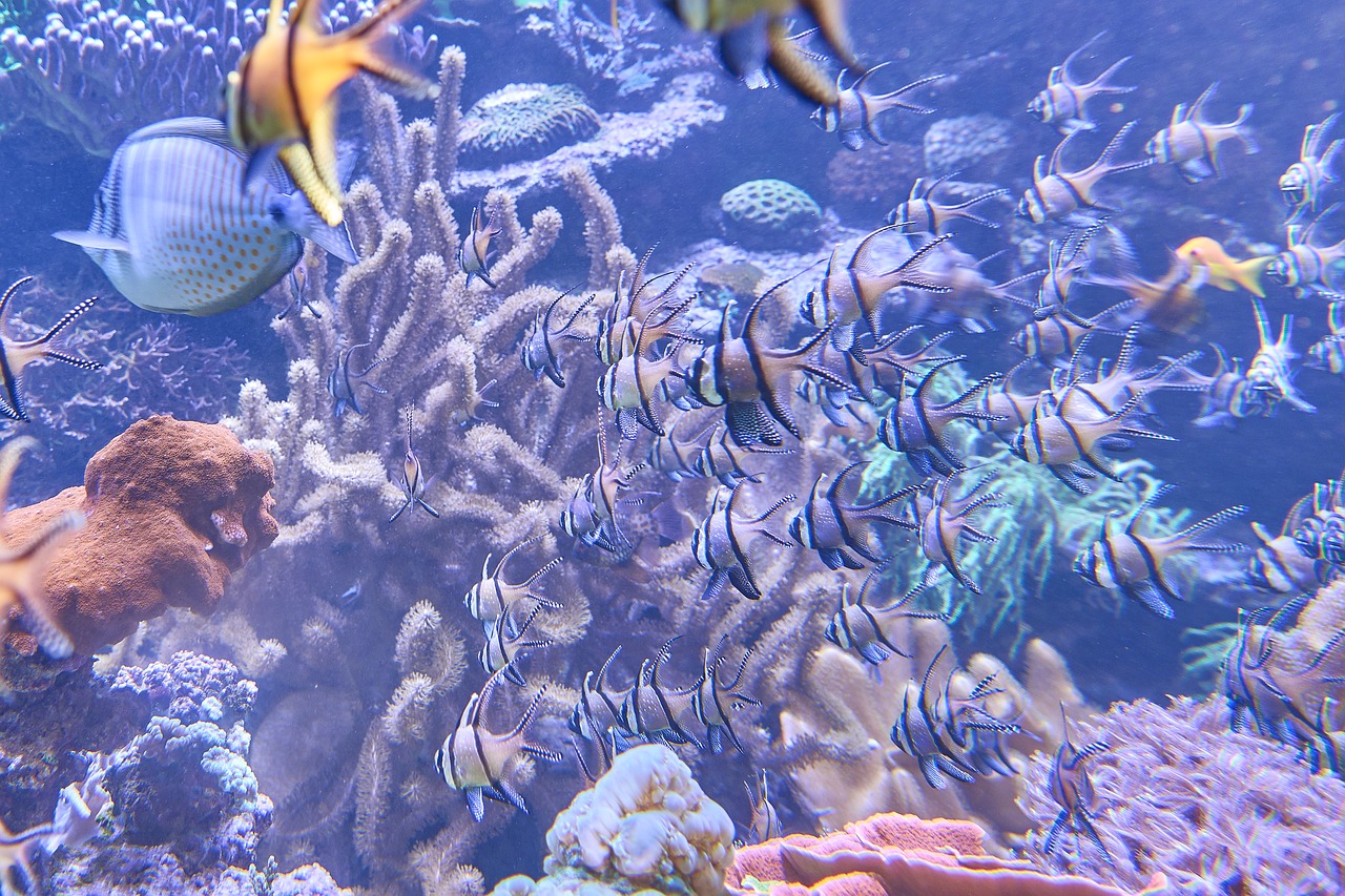 aquarium fish underwater world free photo