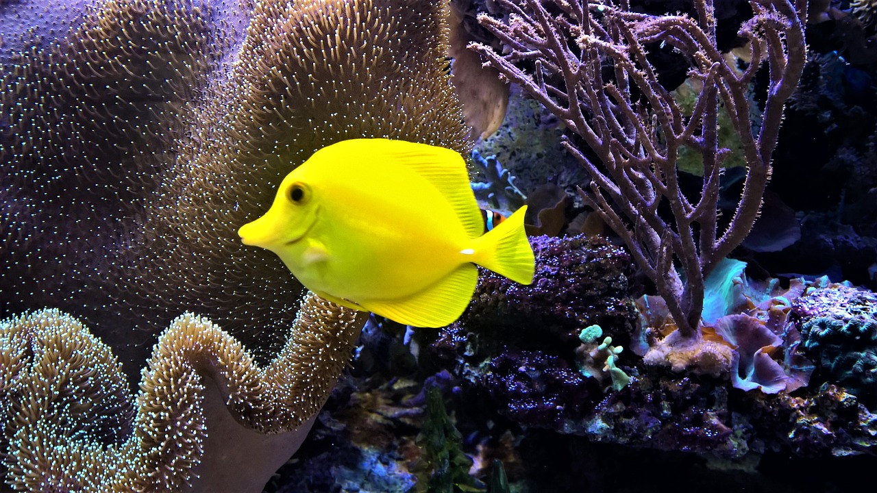 aquarium fish tropical free photo