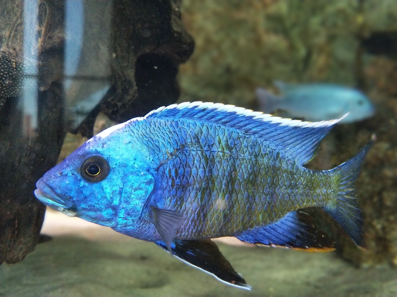 aquarium fish blue free photo