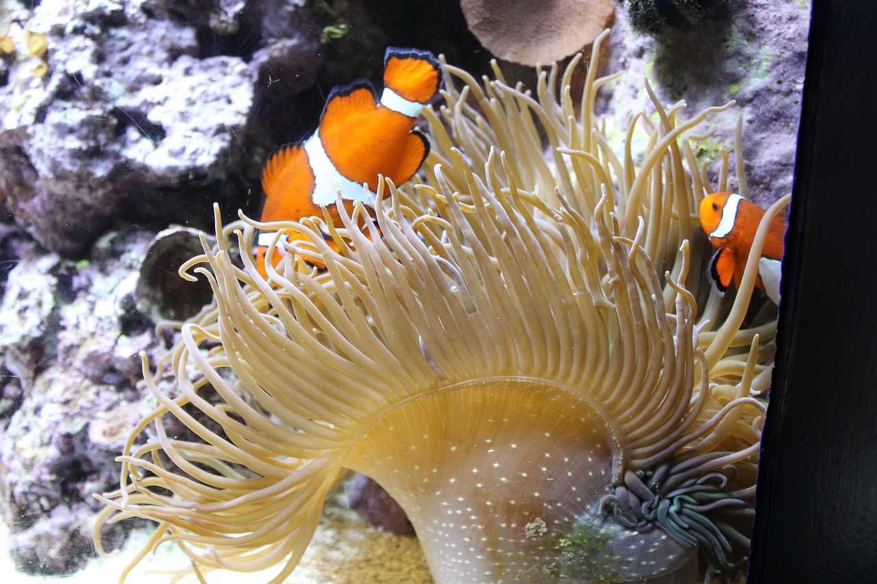 aquarium anemonefish clown fish free photo