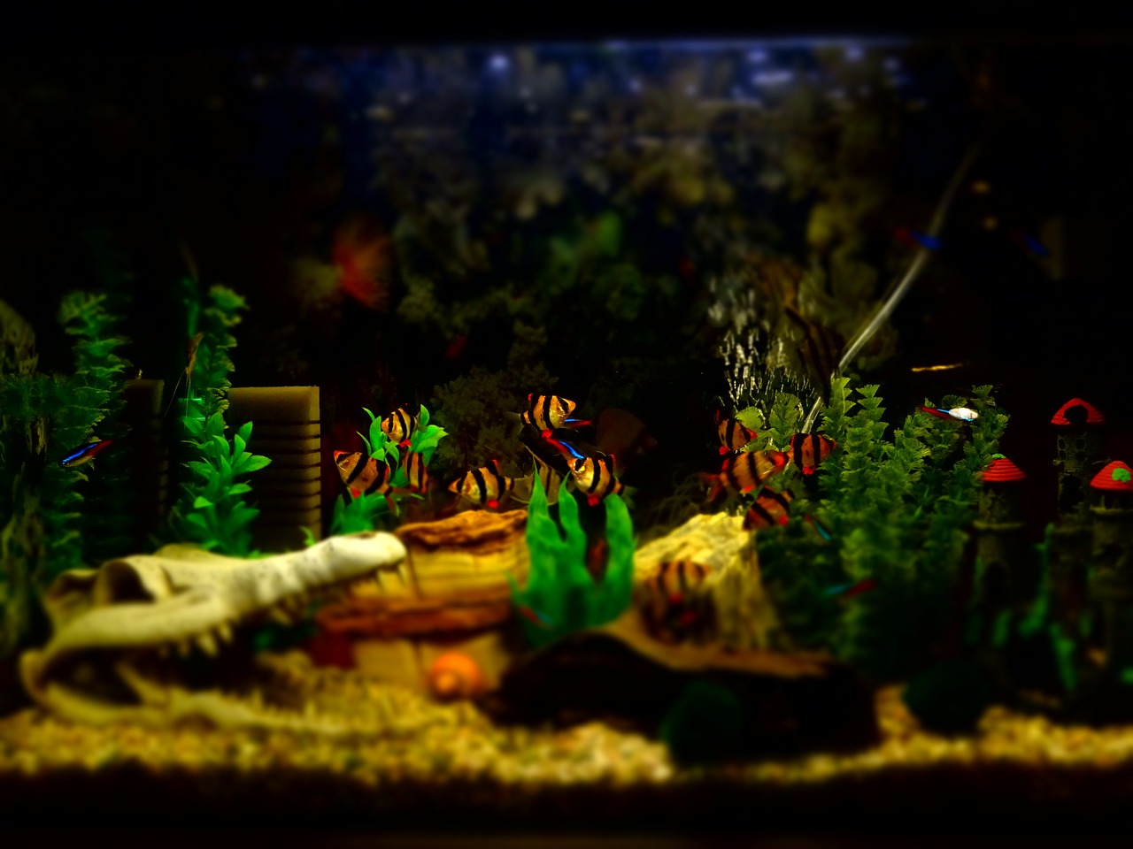 aquarium fish ornamental free photo