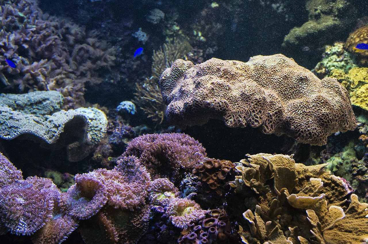 aquarium fish reef free photo