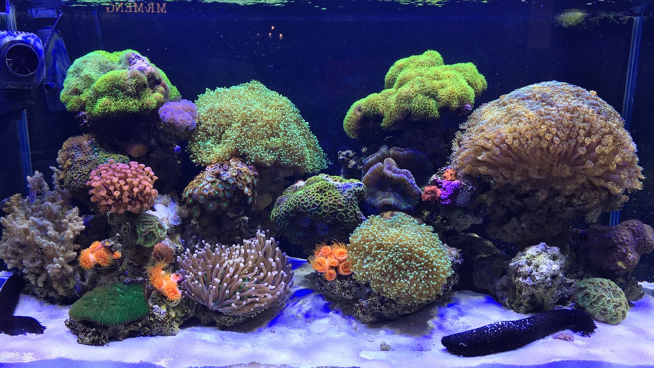 aquarium marine coral free photo
