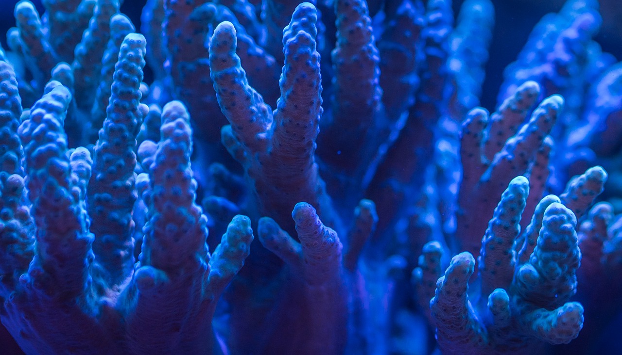 aquarium polyp free pictures free photo