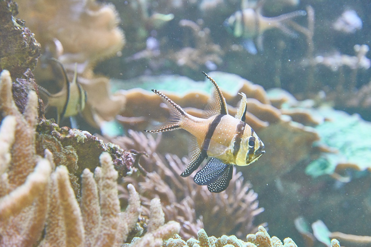 aquarium  sea  fish free photo