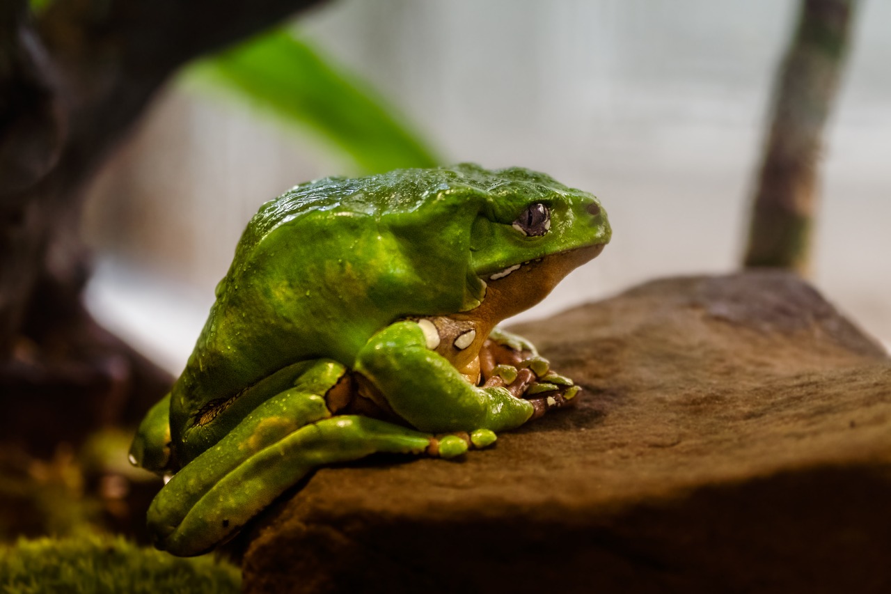 aquarium  frog tropical  colorful free photo