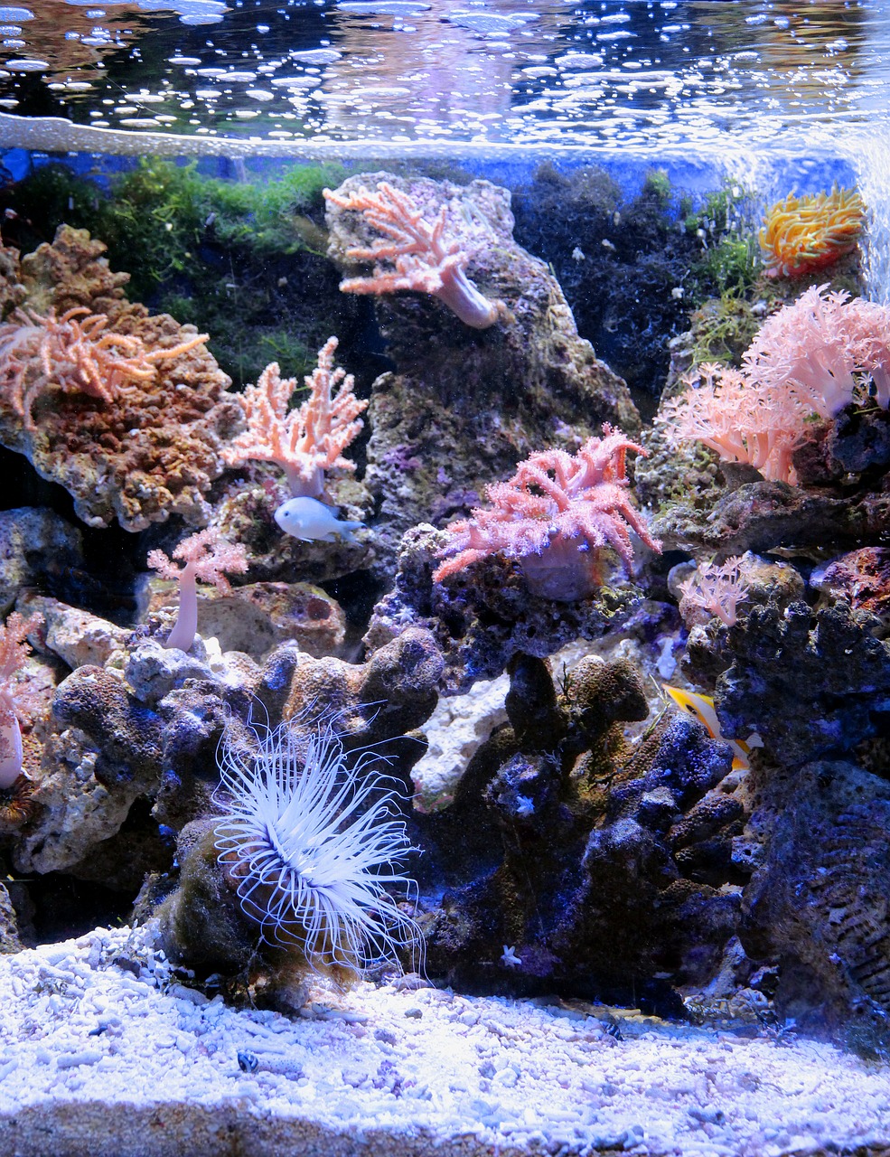 aquarium  marine aquarium  reefs free photo