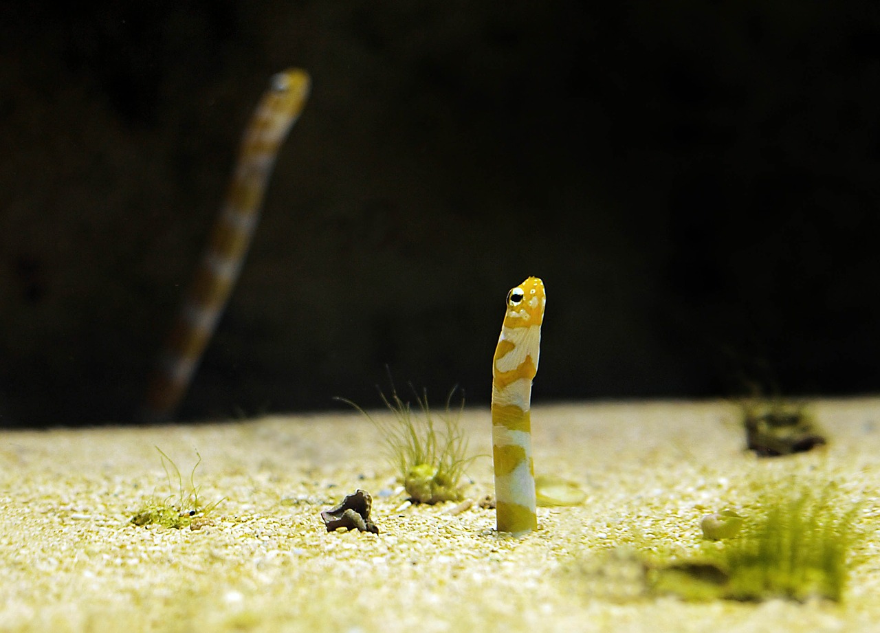 aquarium worm fish free photo