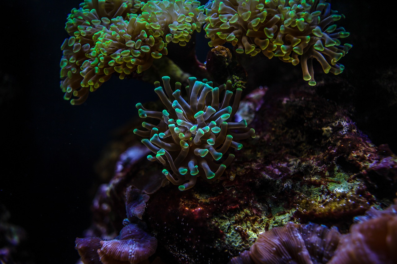 aquarium  coral  underwater free photo