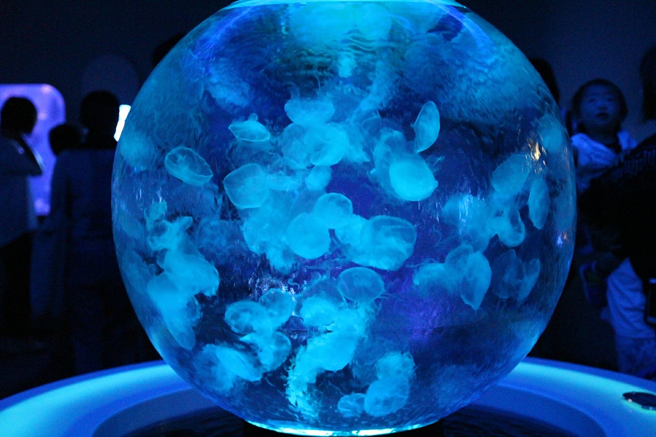 aquarium jellyfish sea free photo