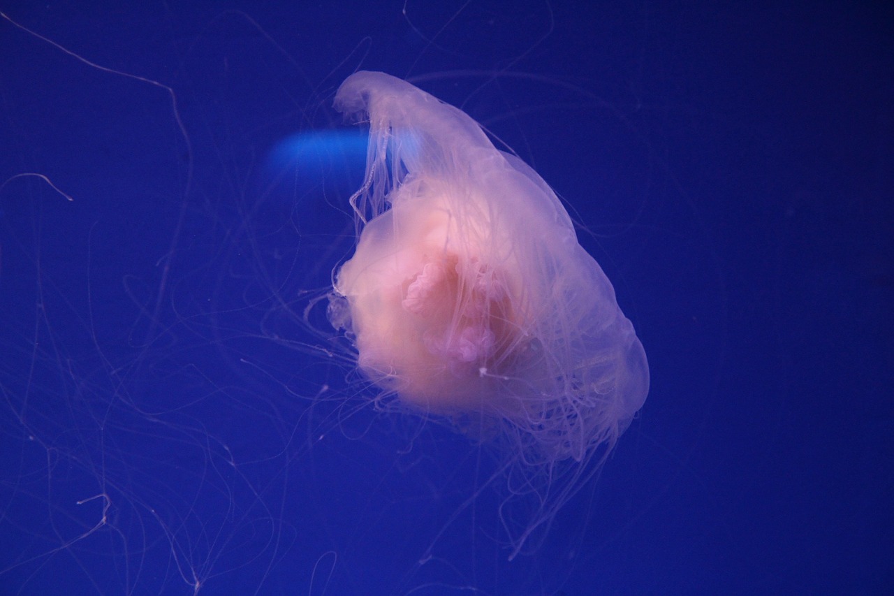 aquarium jellyfish sea free photo