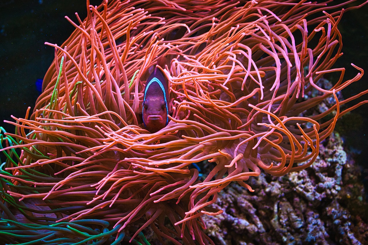 aquarium  coral fish  nemo free photo