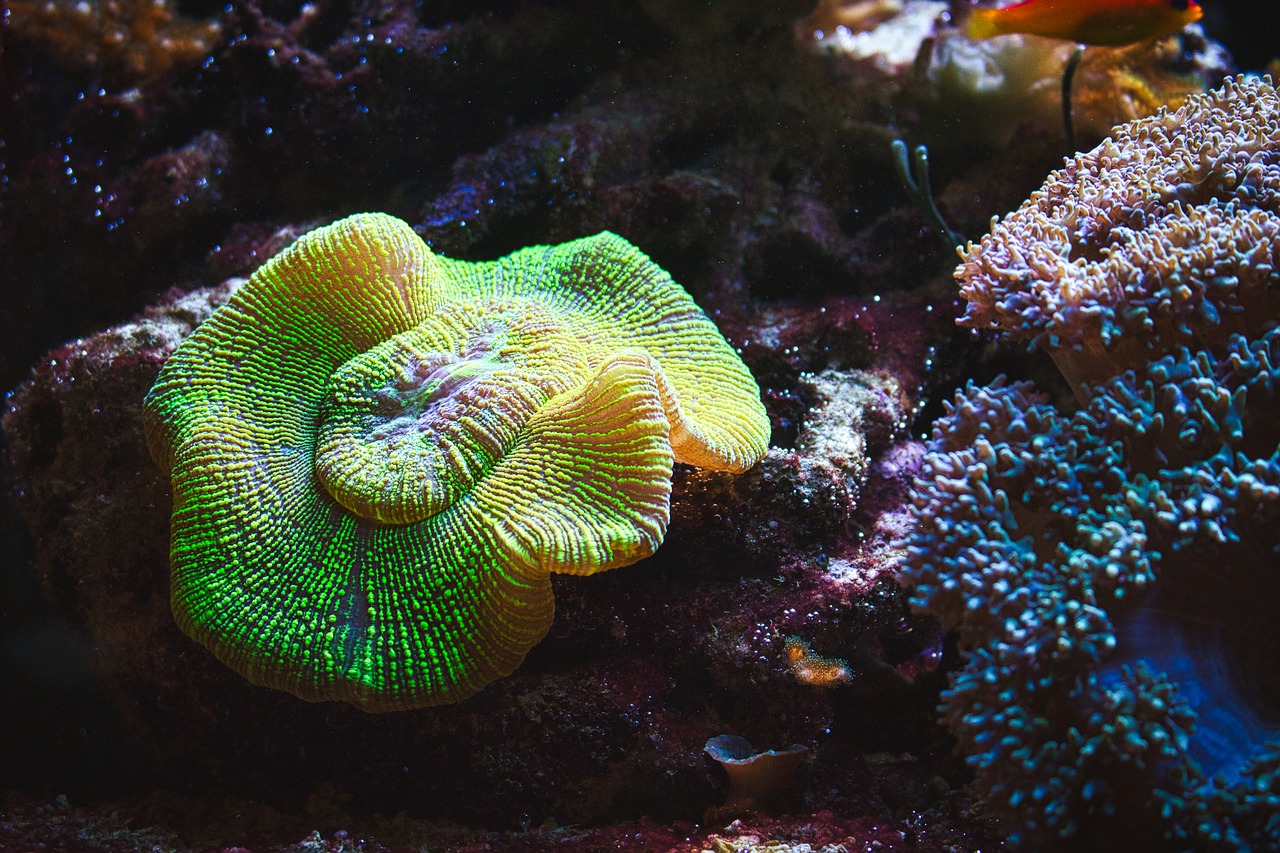 aquarium  coral  nemo free photo