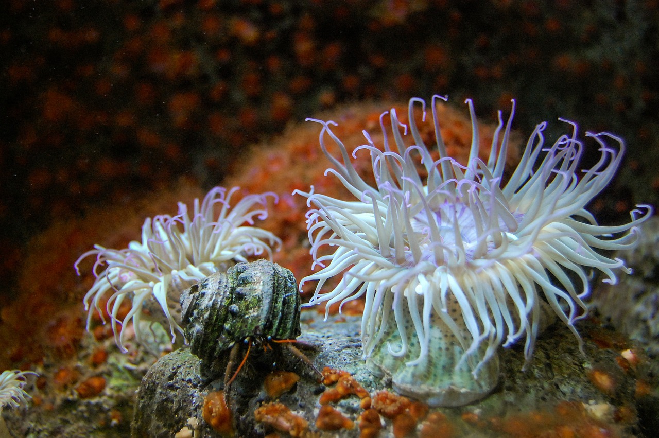 aquarium reef anemone free photo