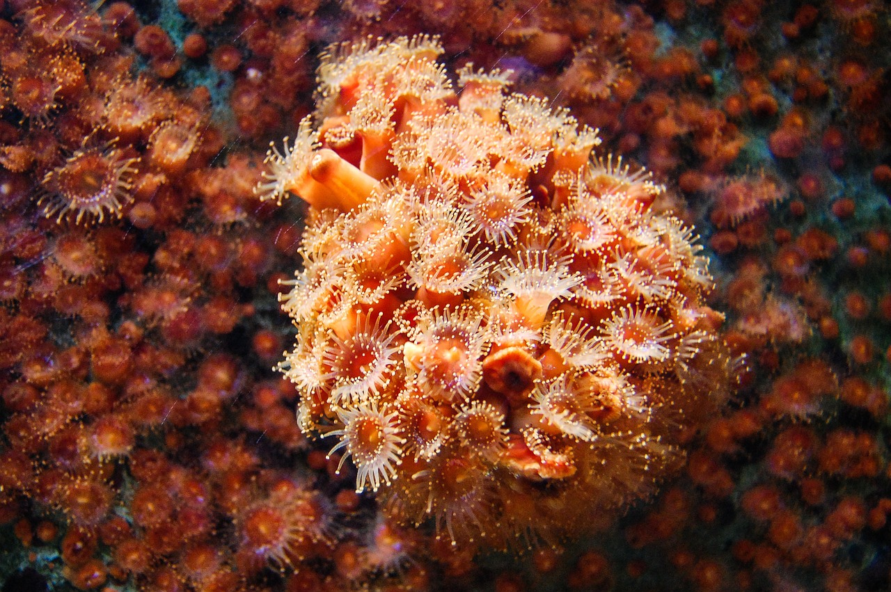 aquarium reef anemone free photo