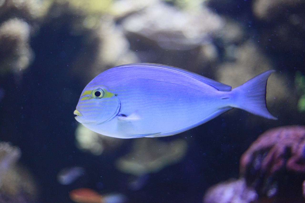 aquarium fish blue free photo