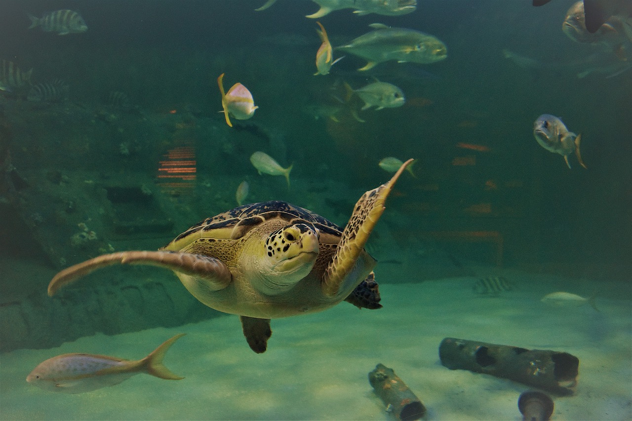 aquarium  sea turtle  underwater free photo