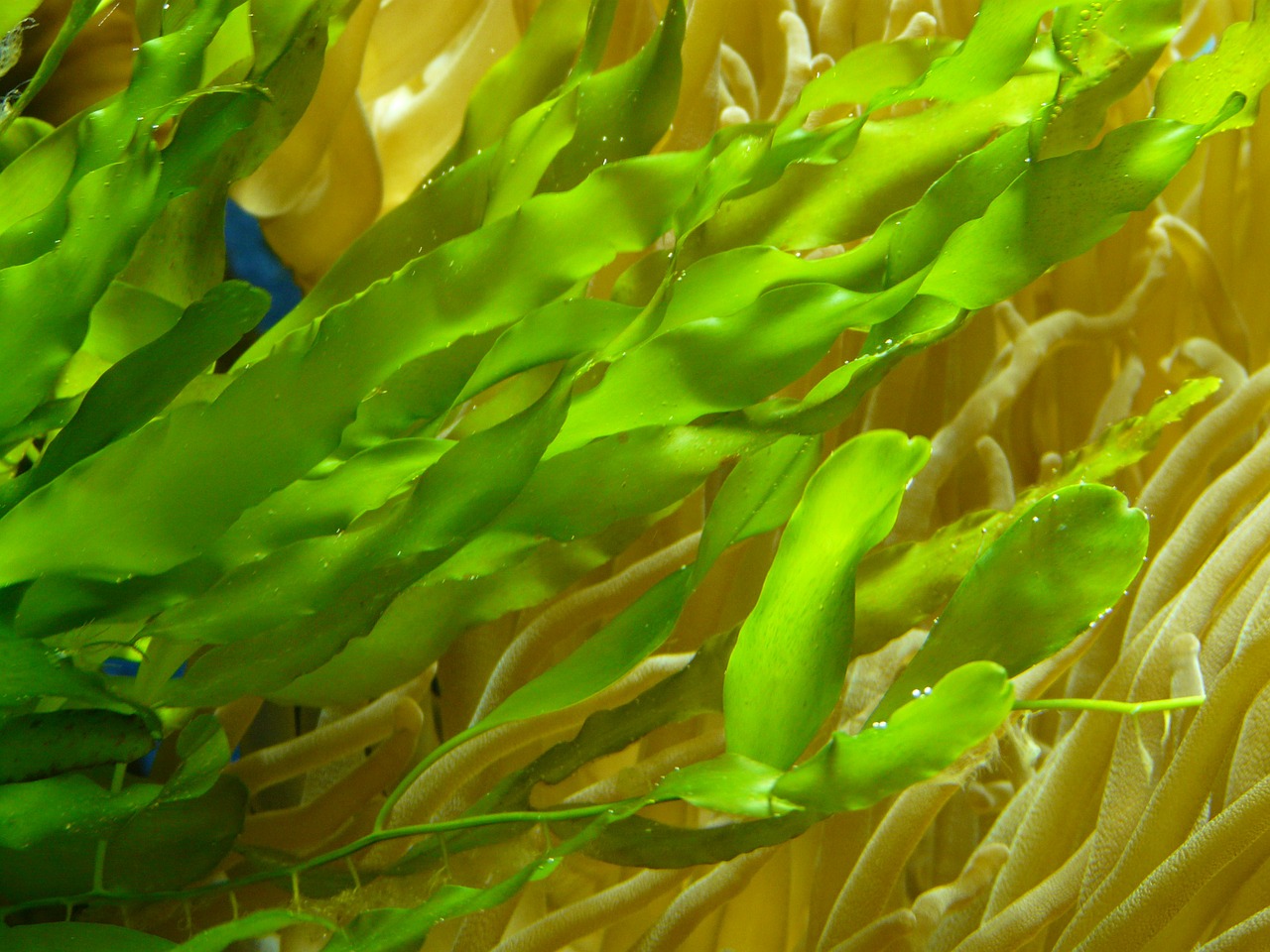 aquarium aquatic plant green free photo