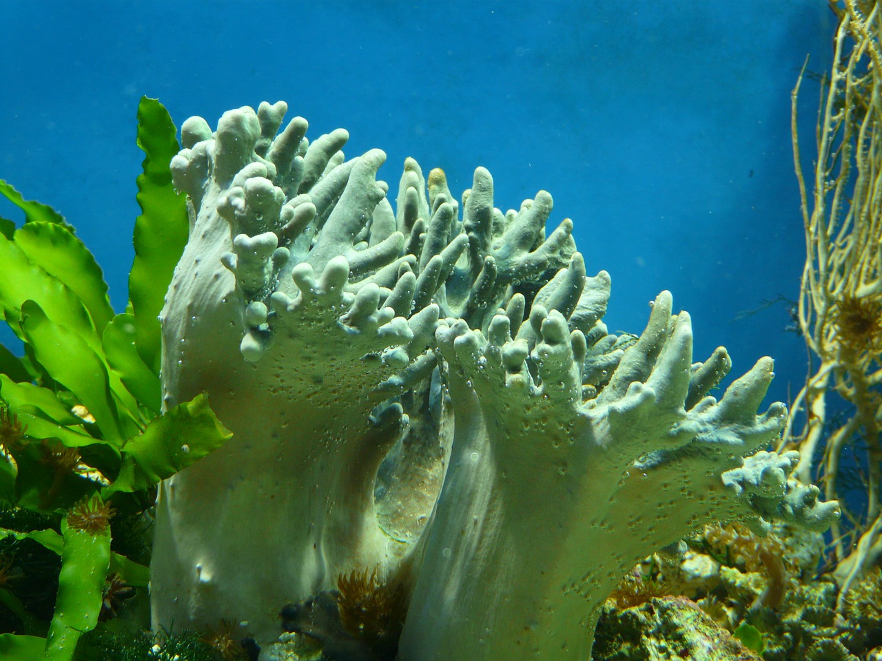 aquarium coral water free photo