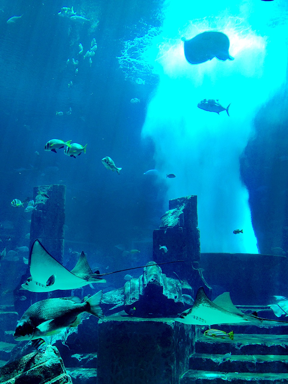 aquarium dubai underwater free photo