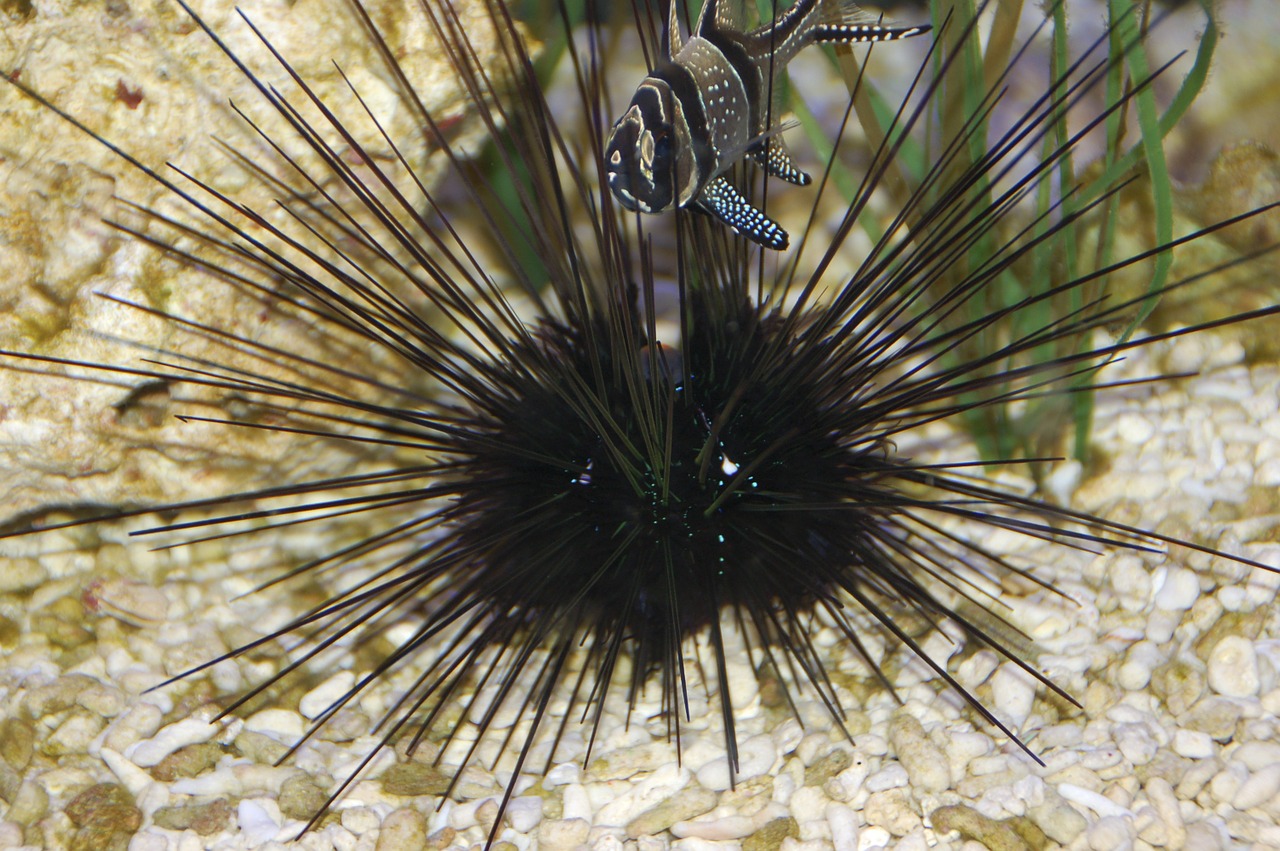 aquarium sea urchin fish free photo