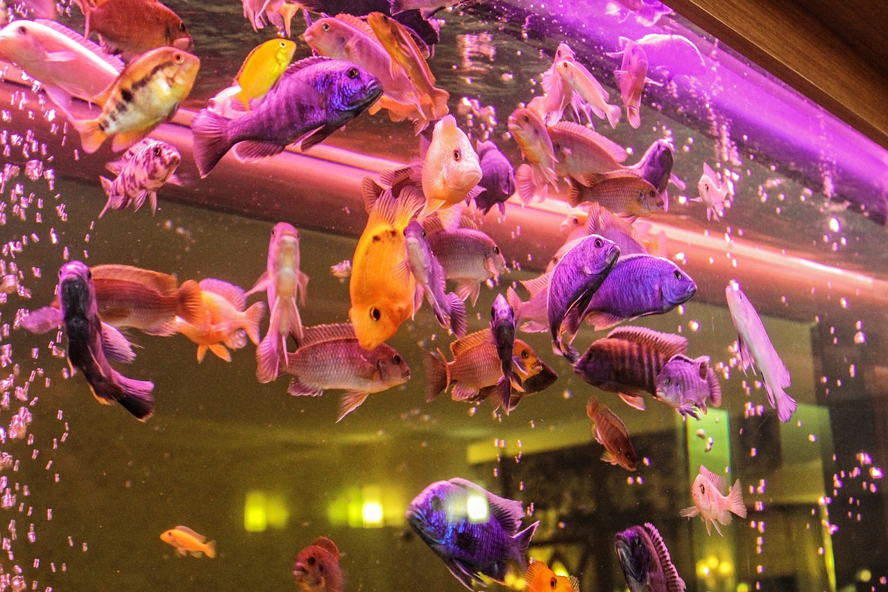 aquarium ornamental fish fish free photo