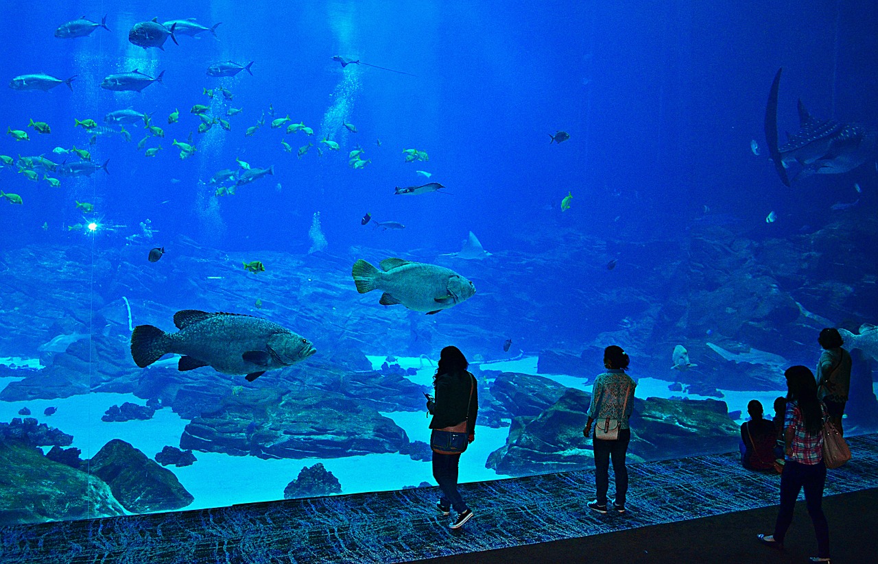 aquarium fish atlanta free photo