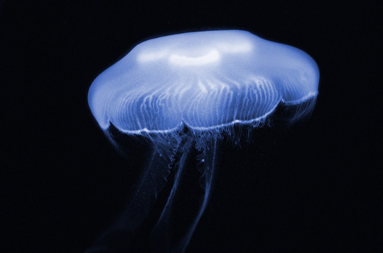 aquarium jelly jellies free photo