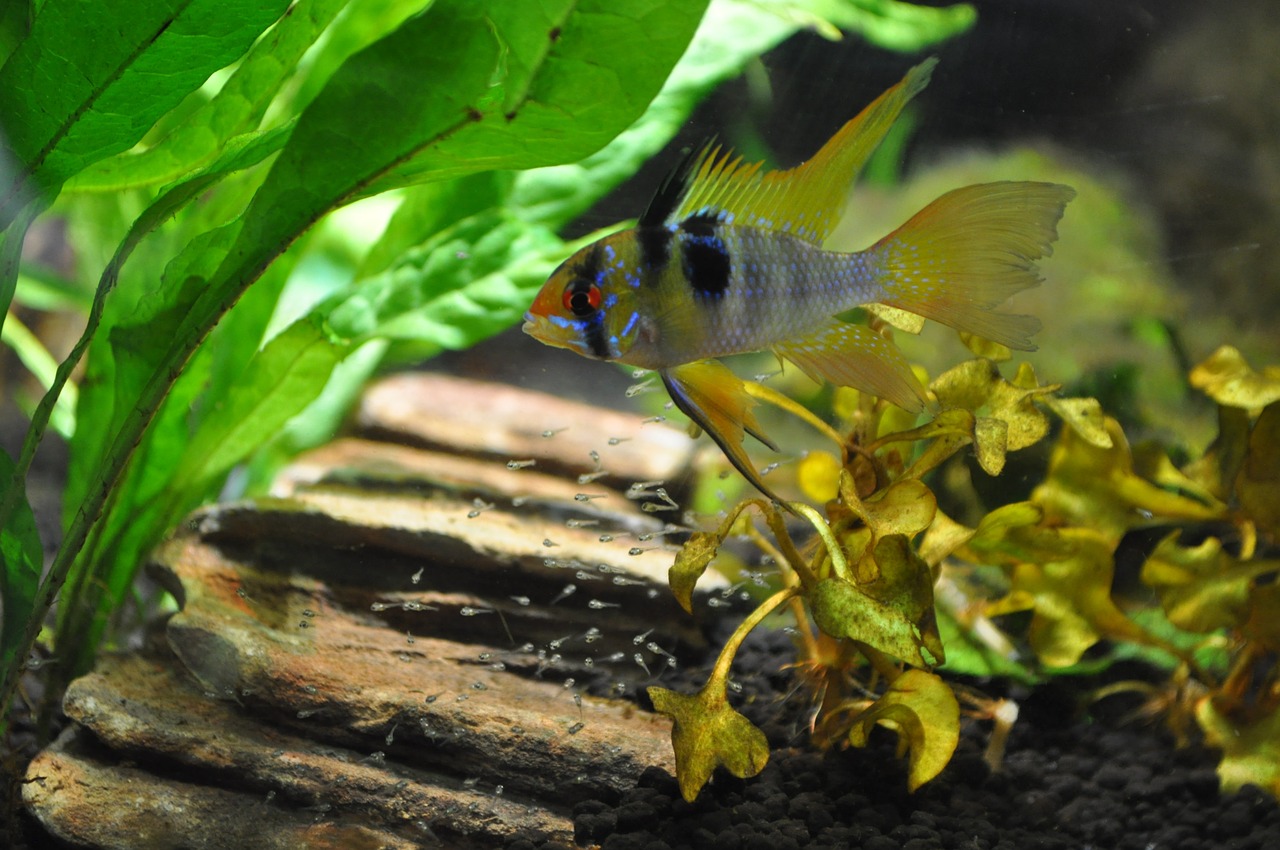 aquarium american cichlid reproduction free photo