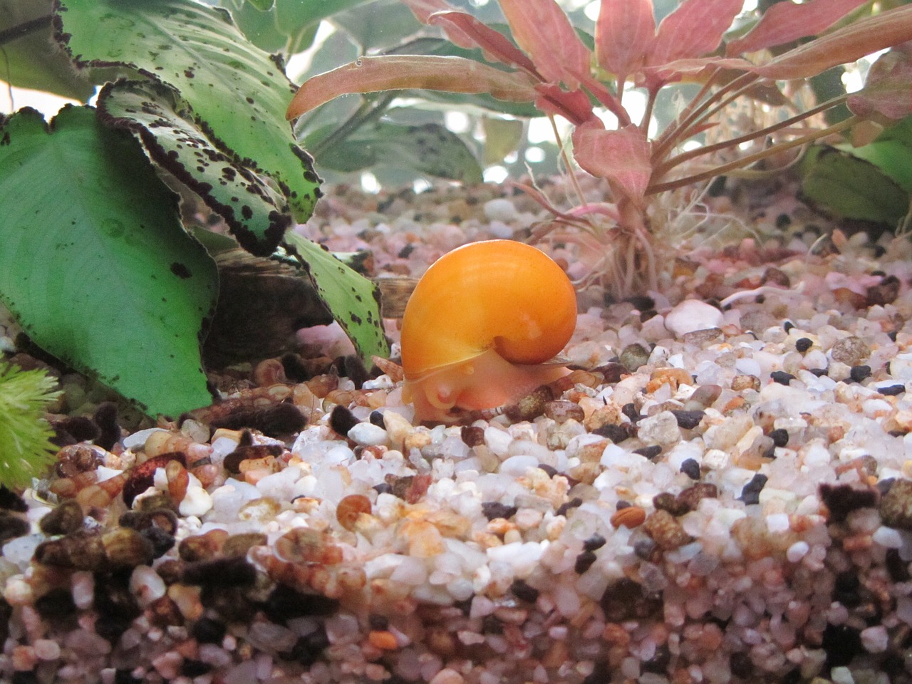 aquarium snail plant free photo